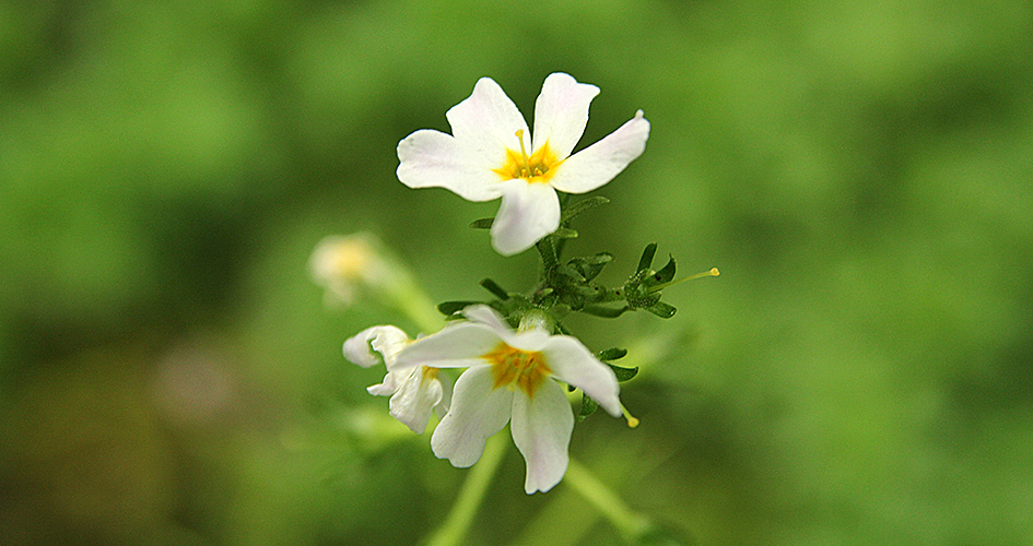 Två vita blommor i närbild.