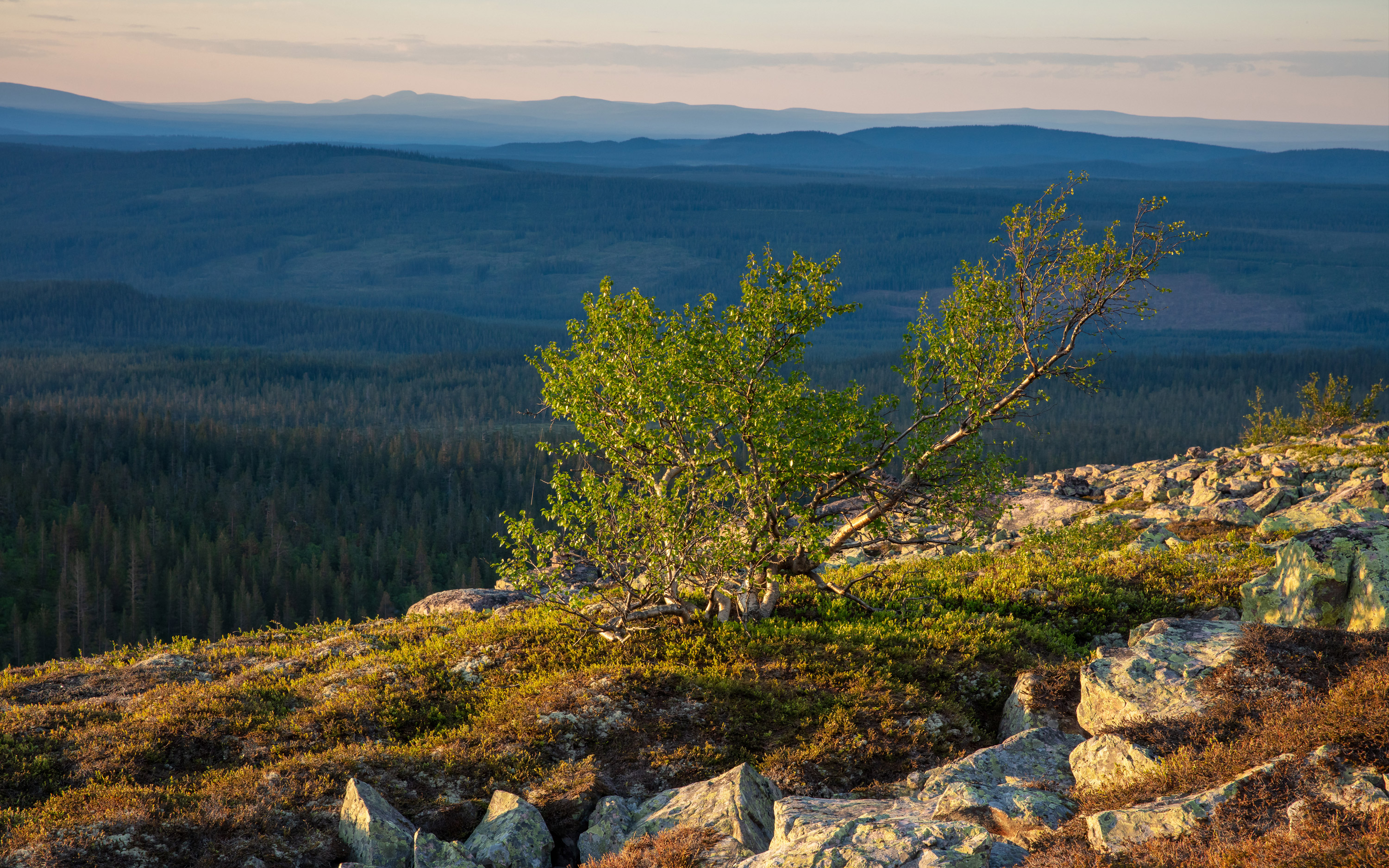 Litet träd på berg med utsikt