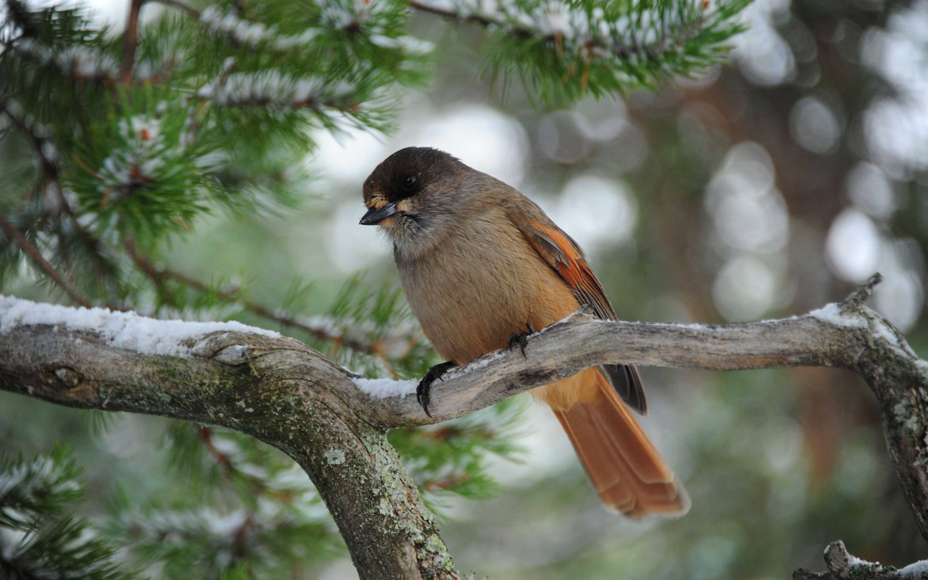 A Siberian jay sits in a number.