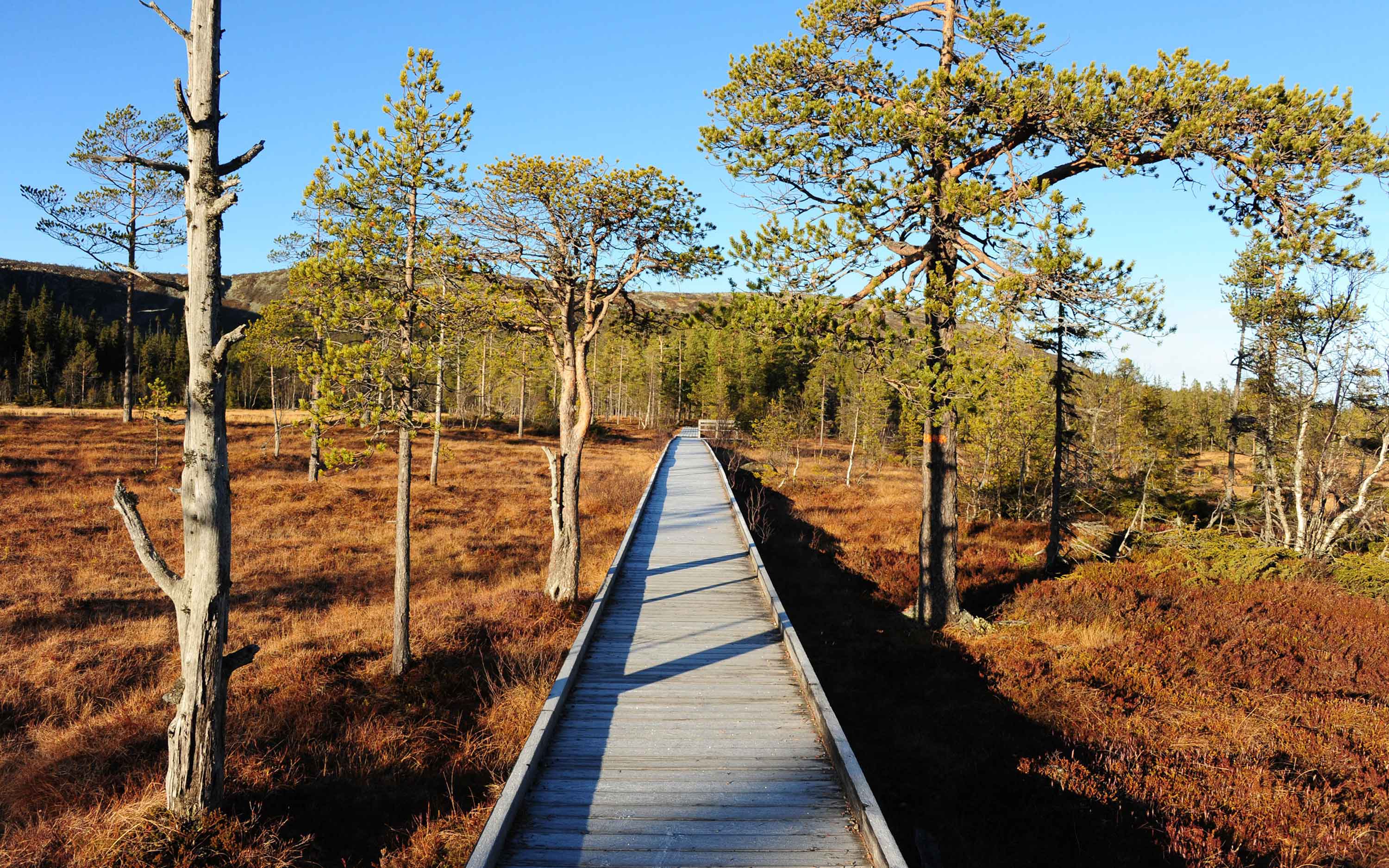 A wooden footbridge over a bog.