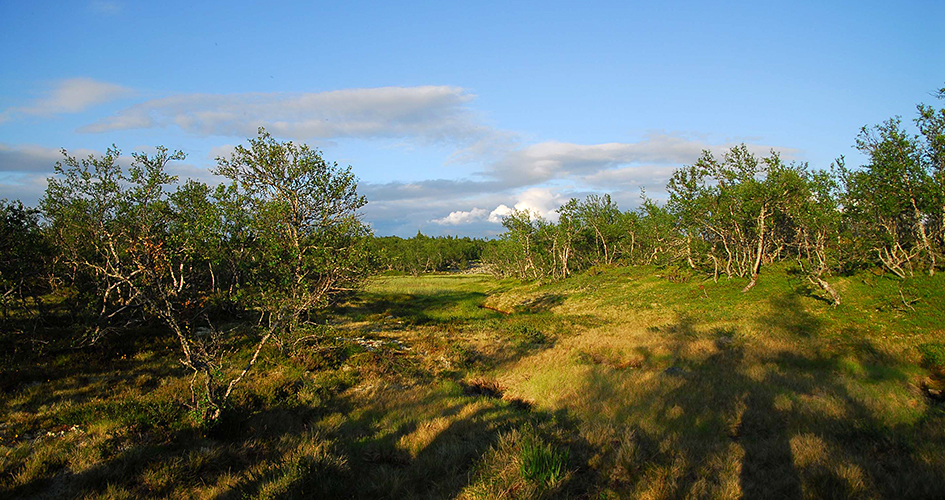 En slätt med krokiga fjällbjörkar.