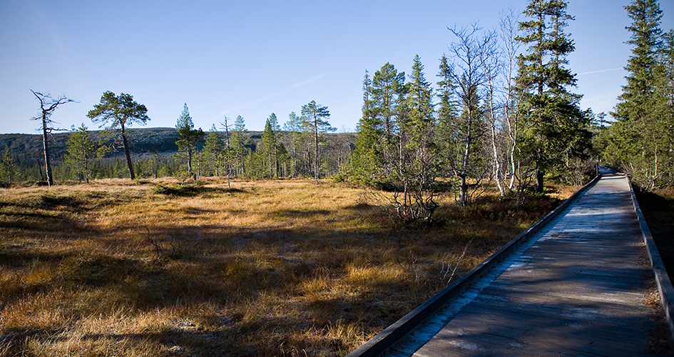 En träspång bredvid myr och skog.