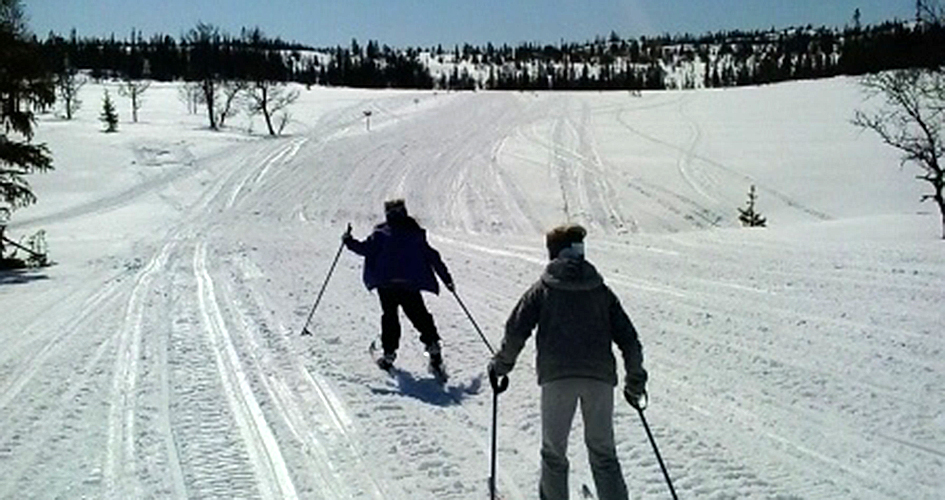 Ryggtavlorna av två personer som åker skidor. 