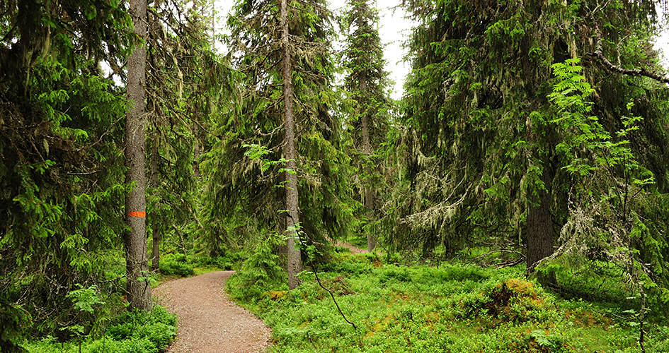 En vandringsstig genom klargrön granskog.
