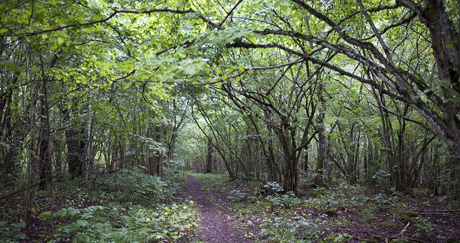 A path leads through a deciduous forest.