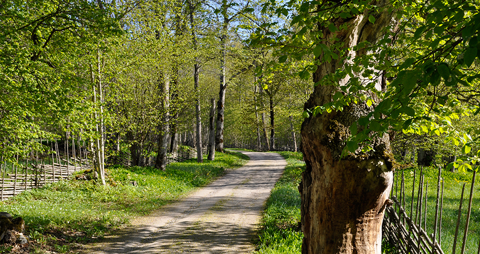 Country road.