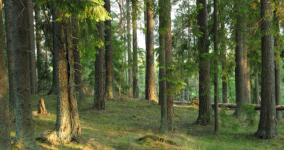 Solupplysta granstammar i granskog.