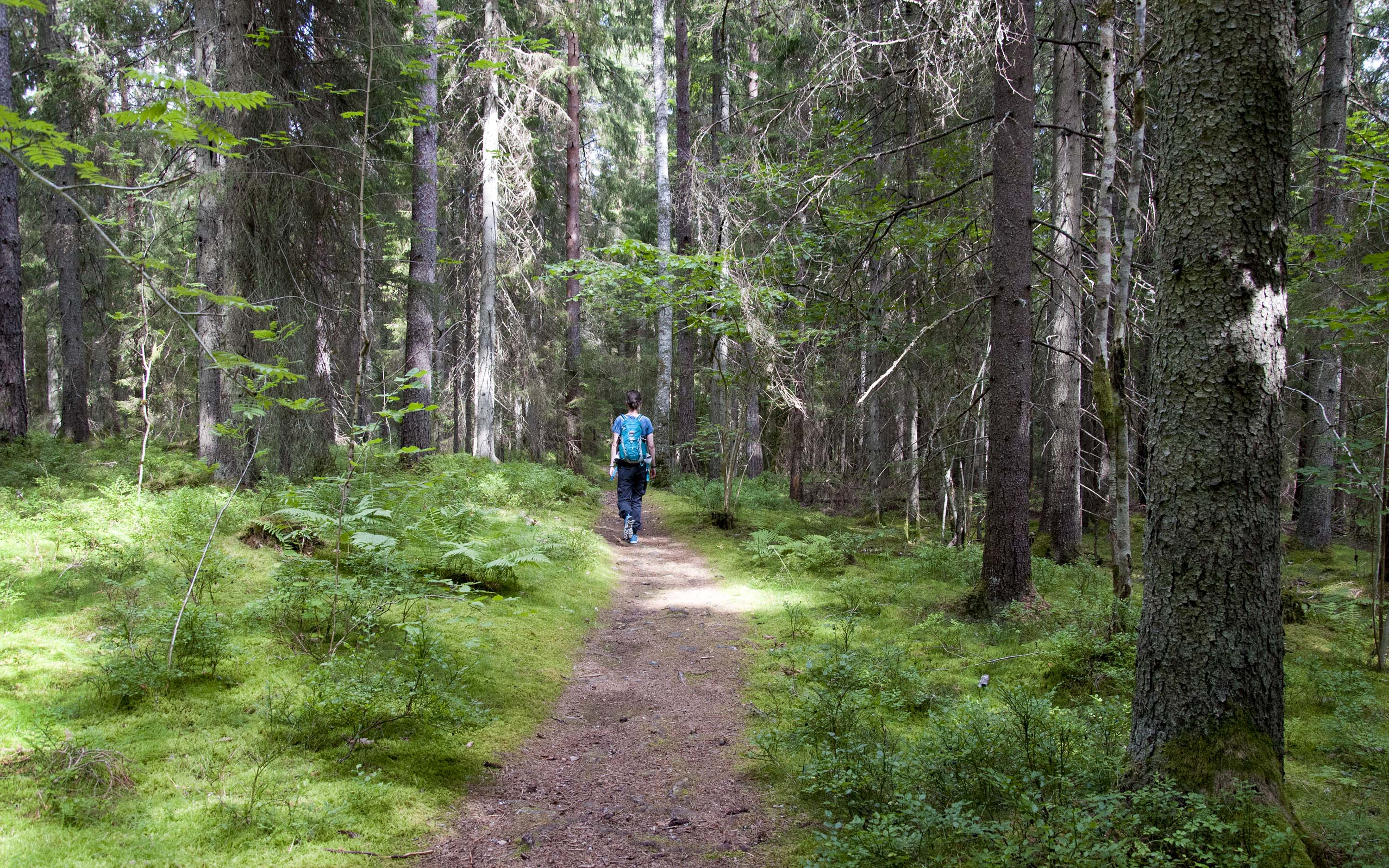 En person vandrar på stig i skogen
