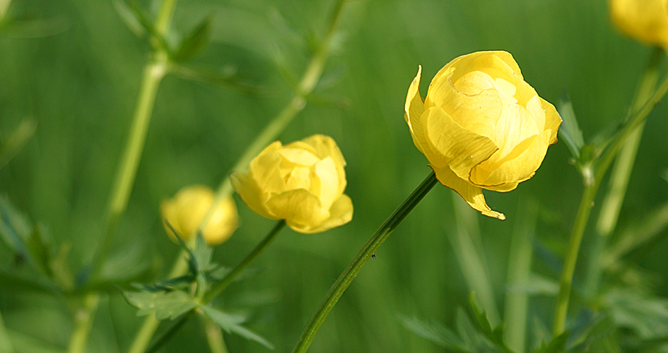 Närbild på gula blommor, smörbollar.