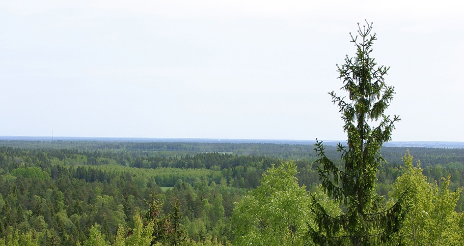 View of spruce tops.