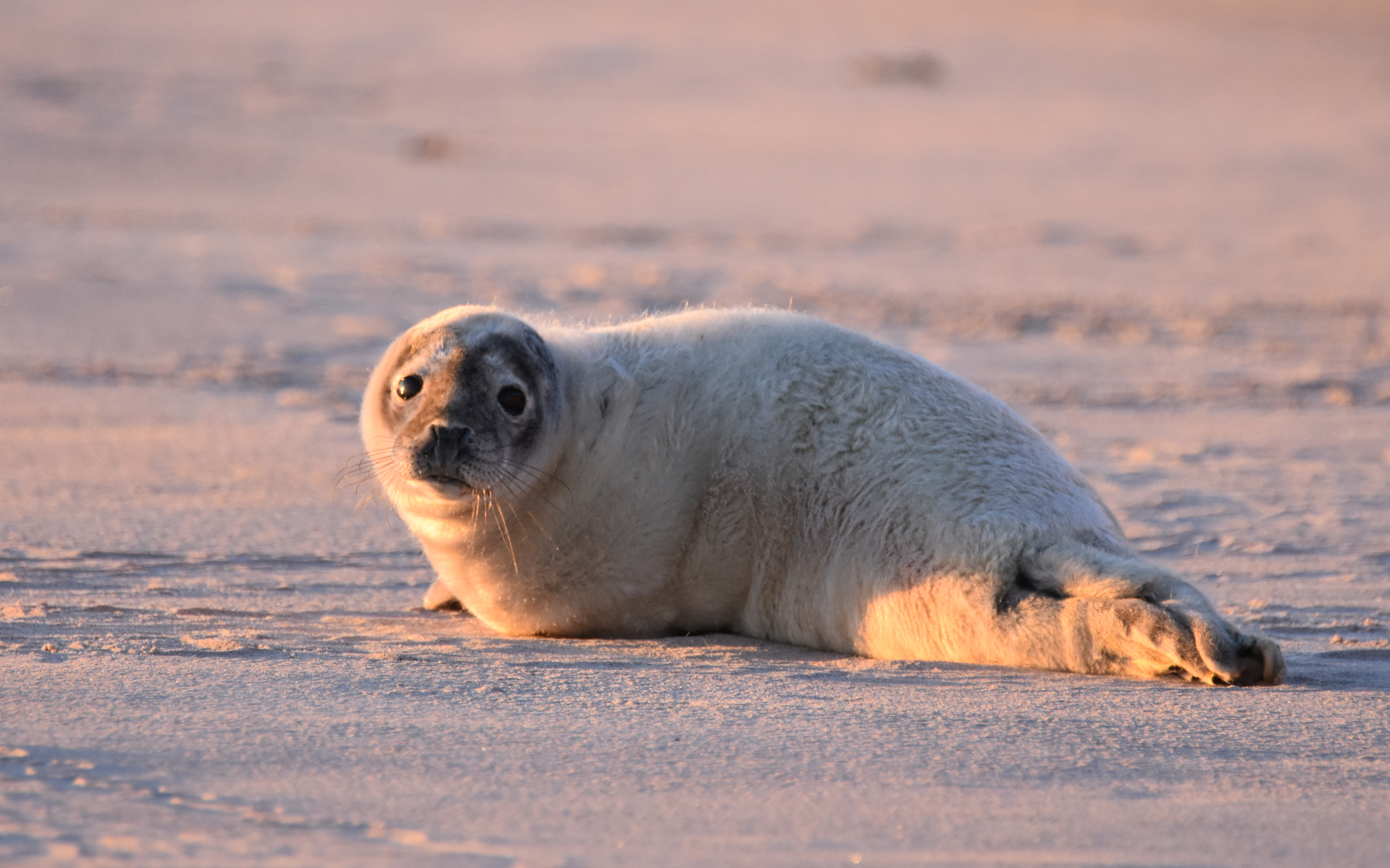 Sälunge på strand