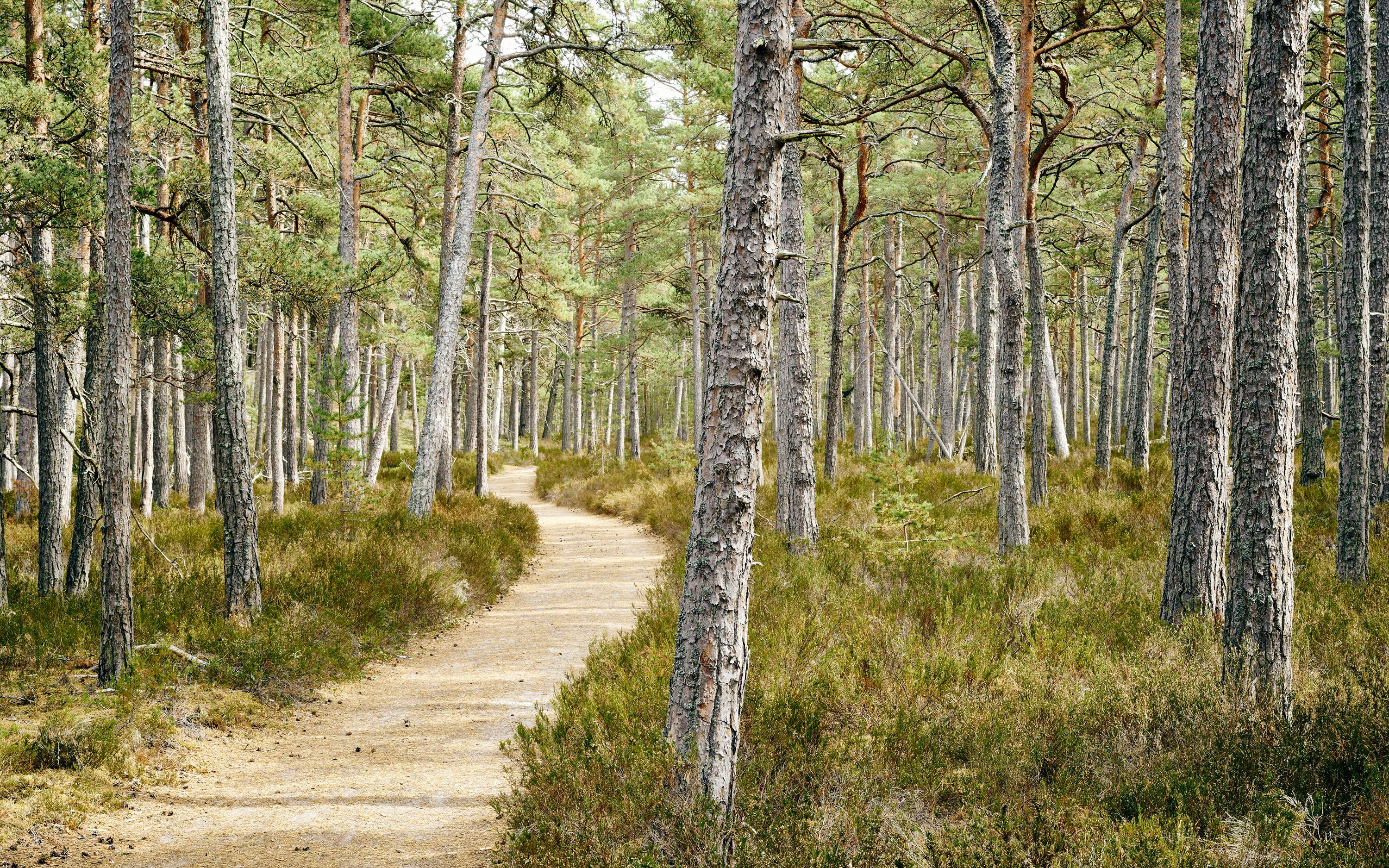 Stig genom skog på Gotska Sandön