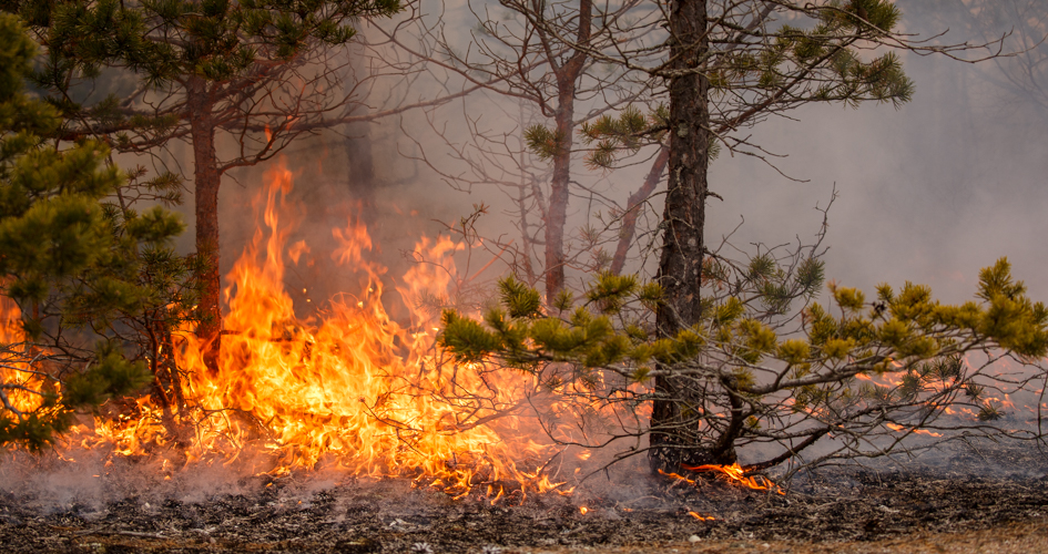 Närbild på markbrand i barrskog. Flammor flammar upp i närheten av ett barrträd. Det är rök i bakgrunden men träden brinner inte.