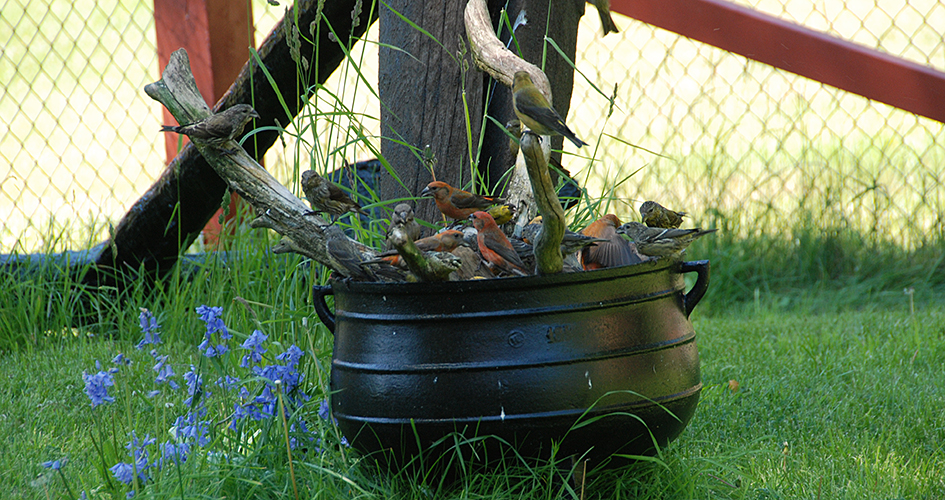 Kleine Vögel in roten Farben, Kreuzschnäbel.