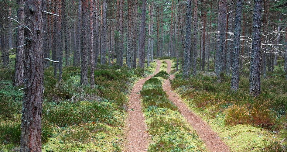 Forest road in coniferous forest, Gotska Sandön National Park.