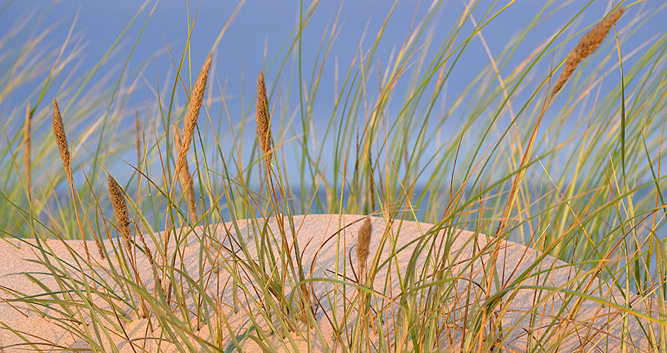 Strandråg vid Bredsand.