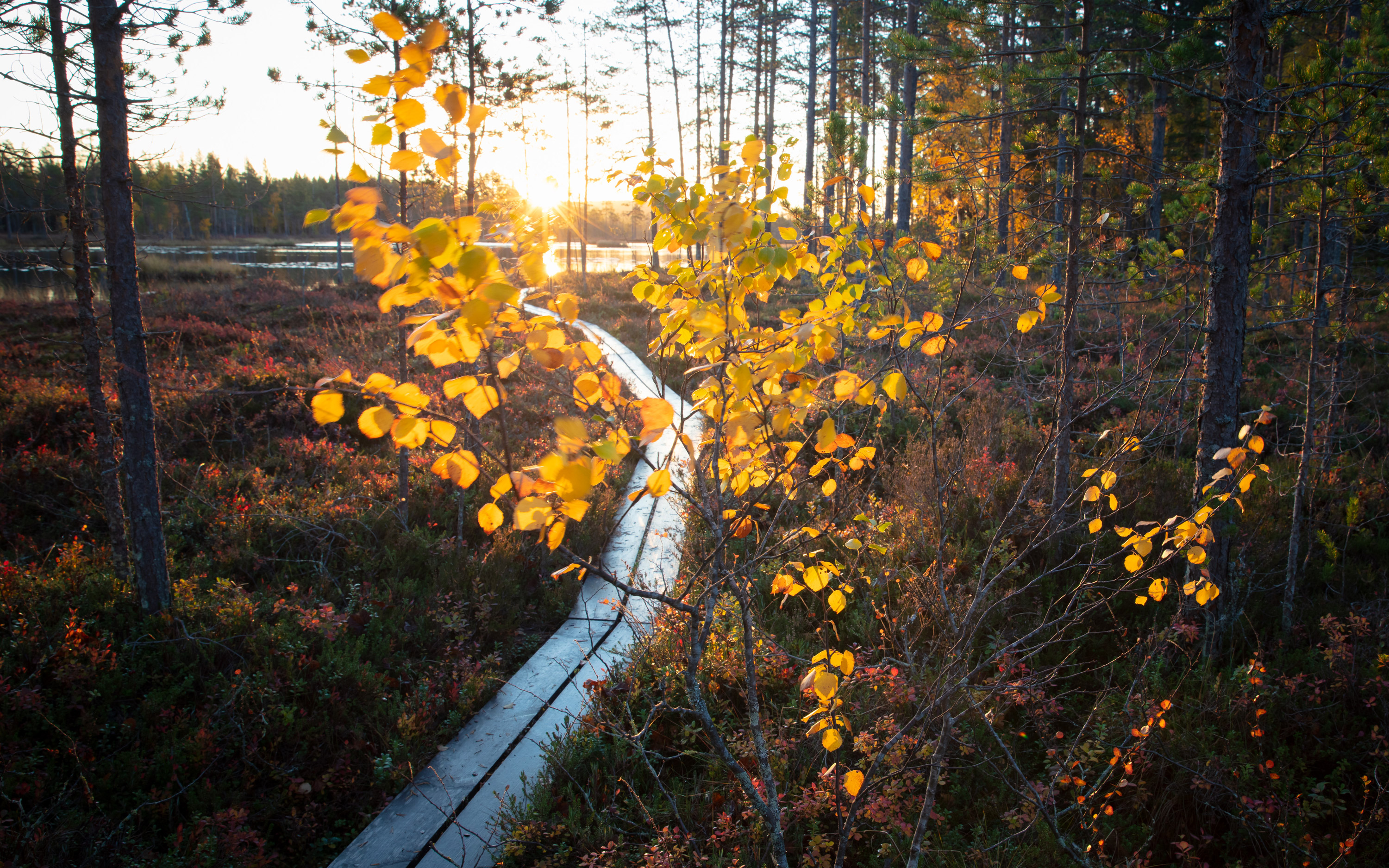 Spång i höstlandskap