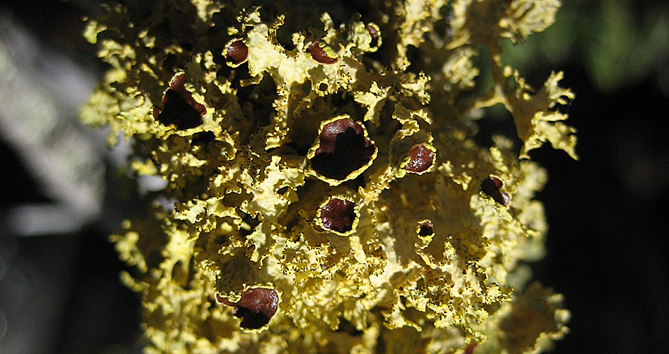 Lichen, yellow-green lichen in close-up.