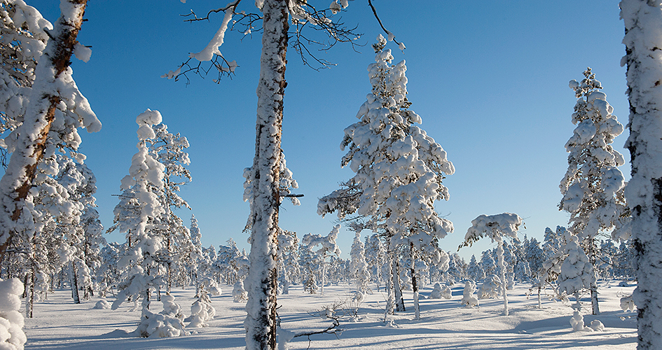Snow-covered pines in pristine snow.