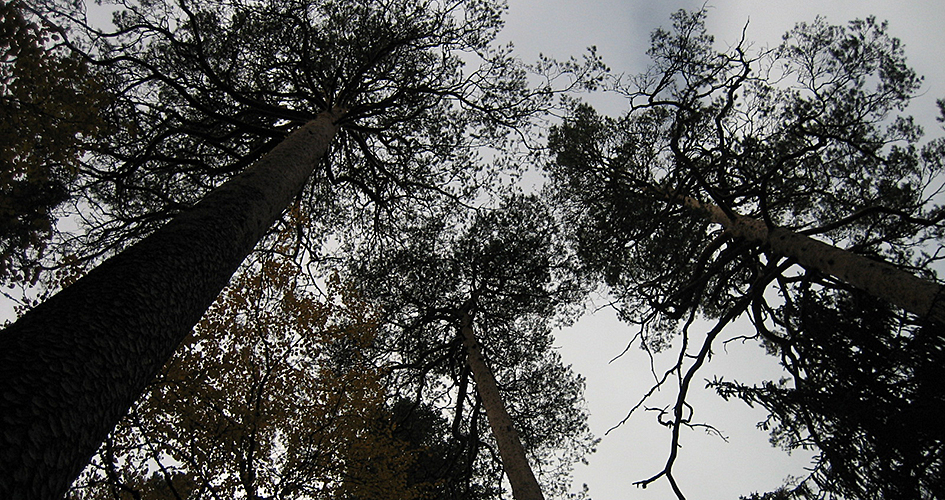 Black silhouettes of pine crowns.