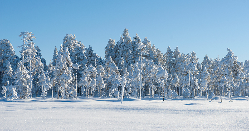 Snötäckta trädtoppar, orörd snö och ljusblå himmel.