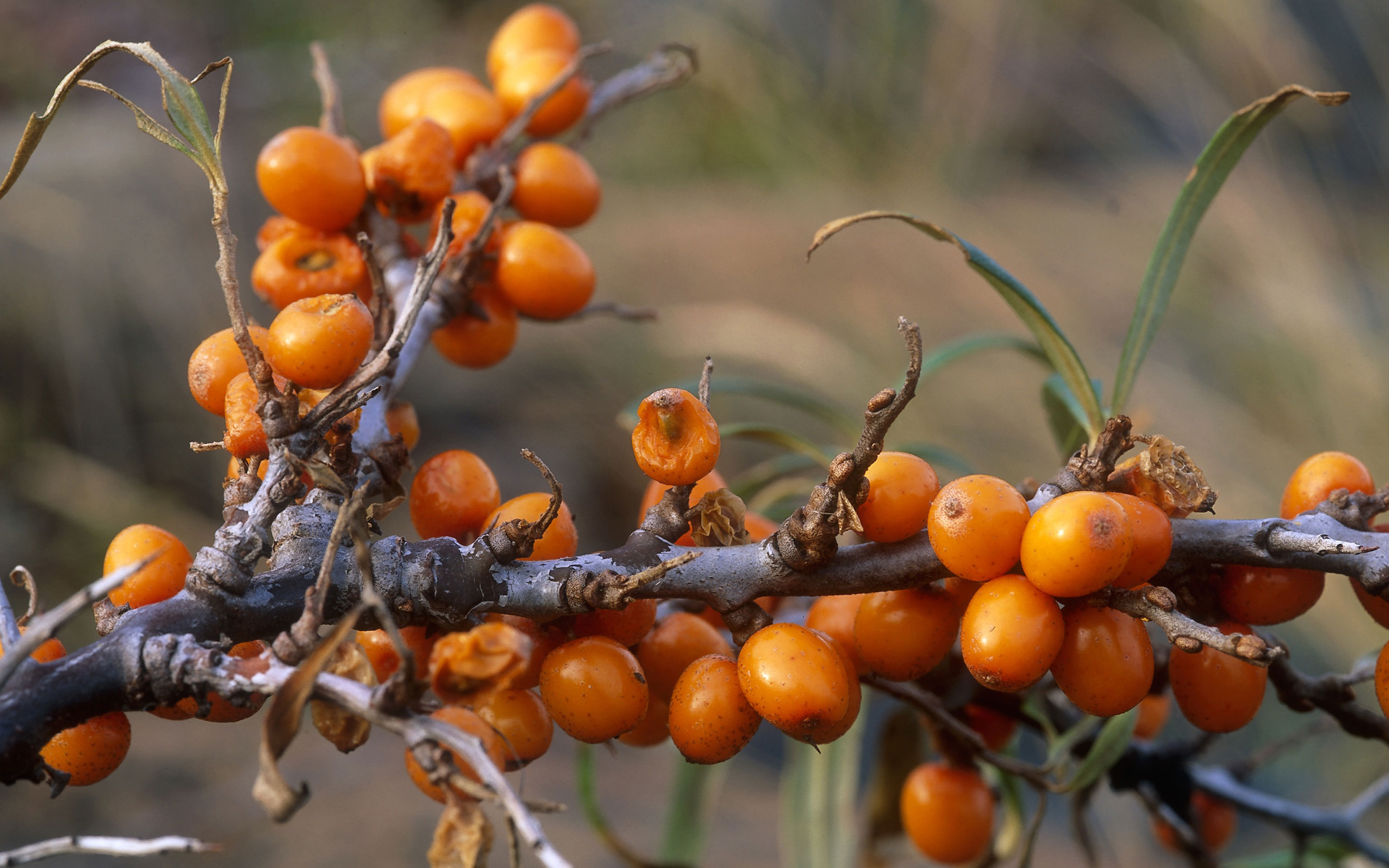 Close up of orange berries, sea buckthorn.