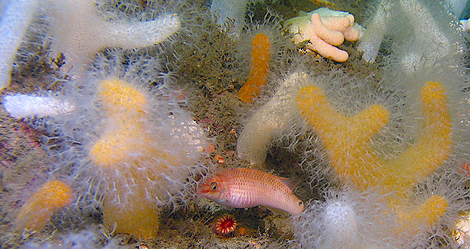 Undervattensfoto med koraller och fiskar, död mans hand och stensnultra. 