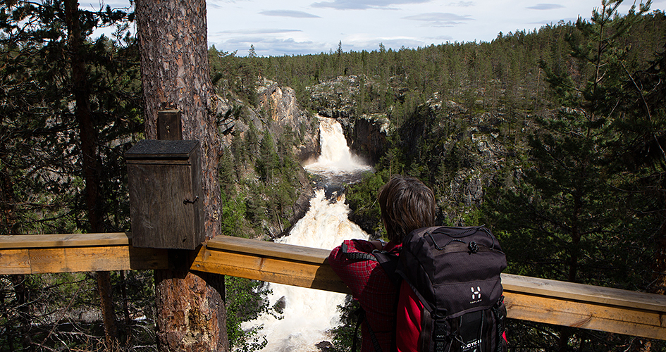 En person tittar ut över vattenfallet Muddusgahtjaldak, Muddusfallet i Muddus/Muttos nationalpark.