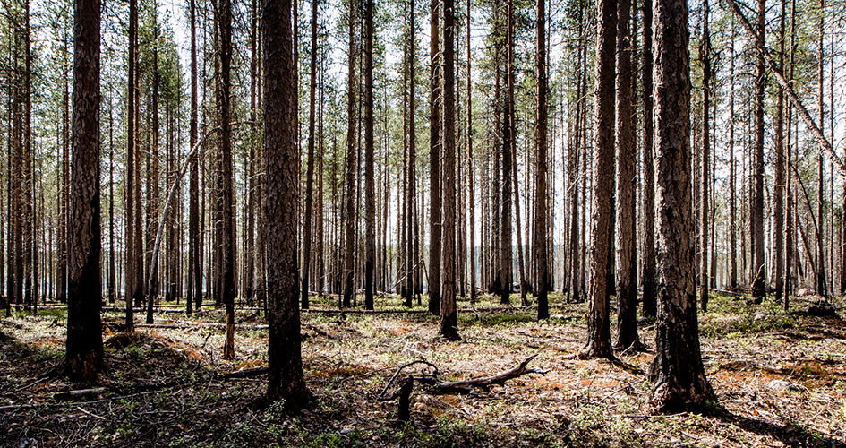 Brandfält, raka trädstammar Muddus/Muttos nationalpark