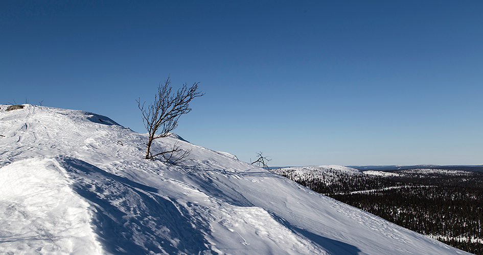 Snöklädd sluttning på fjället Oarjemus stubba.