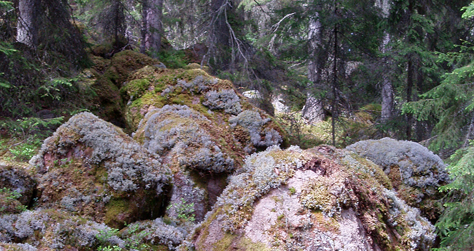 Mossbeklädda stenar i skogsmiljö.