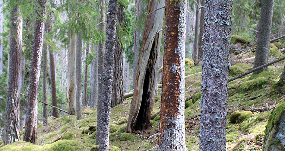 Buollda muorramáddagij, gassko buolák muorramátta.