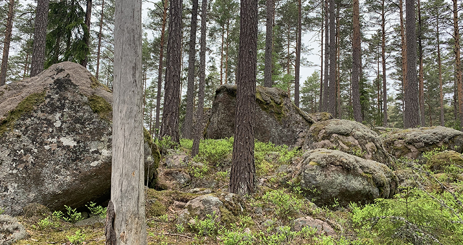 brandpräglad tallsluttning