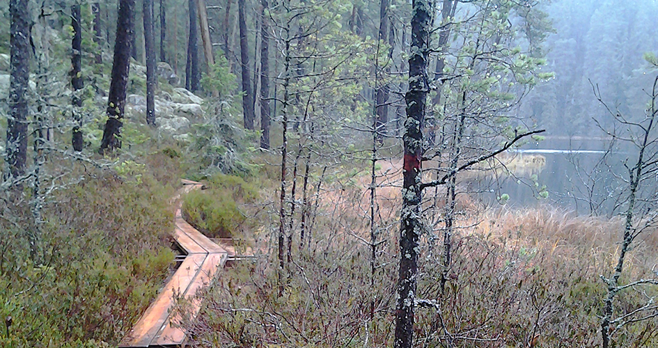 Spång vid sidan av en skogssjö.