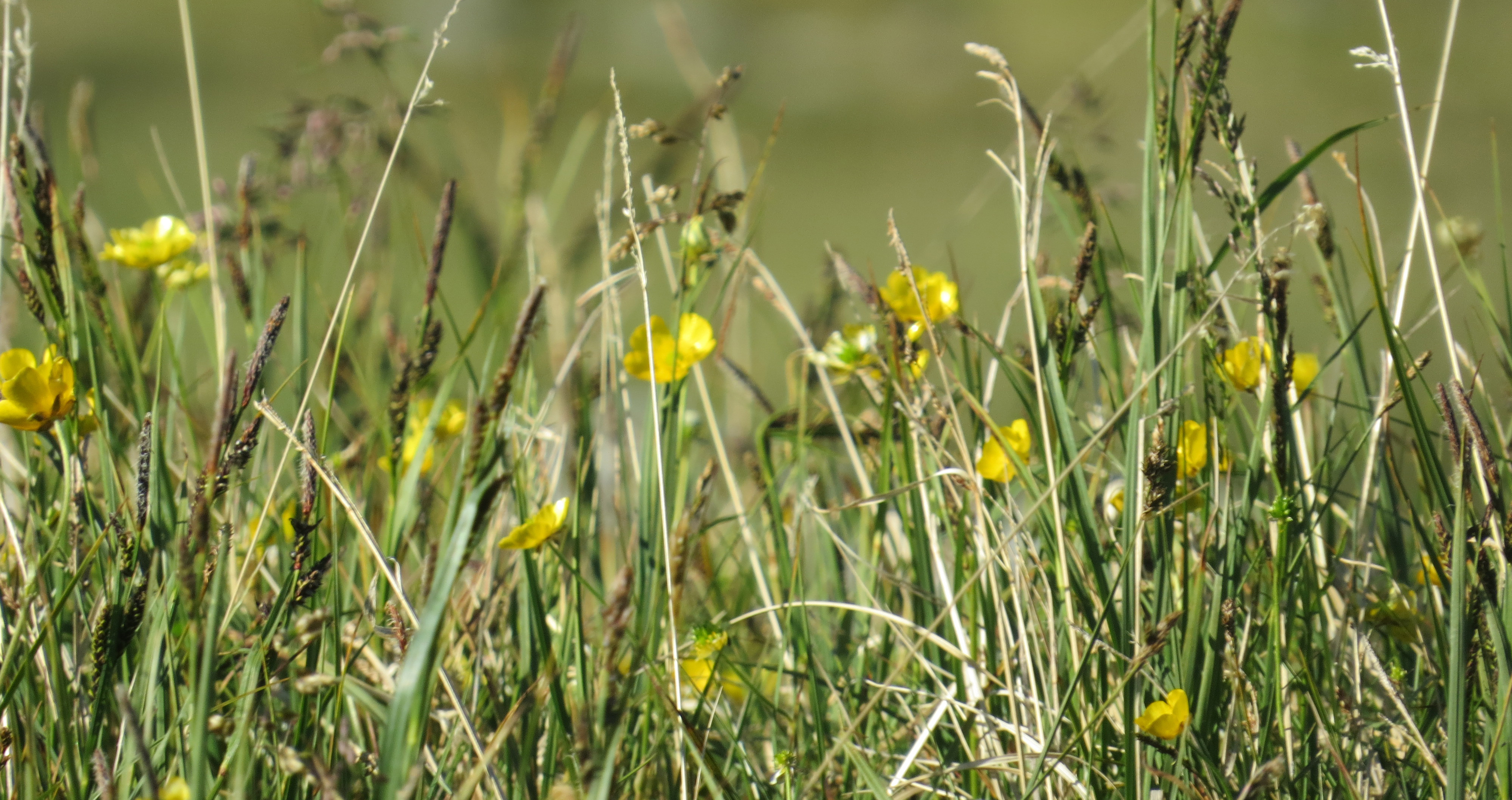 Smörblommor på äng i närbild.