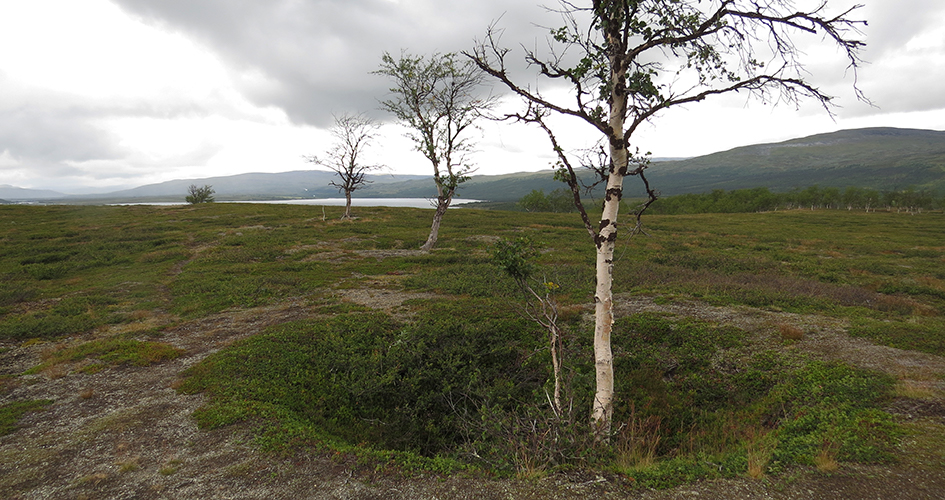 Tre björkar bredvid igenväxta fångstgropar. I bakgrunden fjäll mot grå himmel.