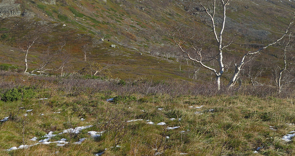 Renvall, sluttning med lite snö och berg bakom mot grå himmel.