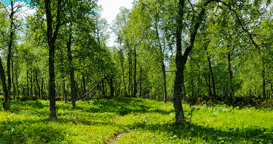 Grönskande fjällbjörkskog.