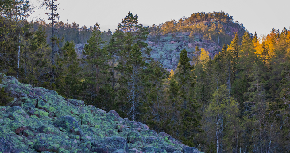 Ett klapperfält med stenar täckta av lavar och en solbelyst skog bakom.