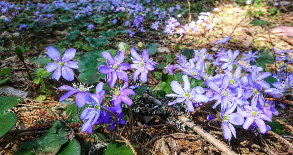 Lots of blue flowers.