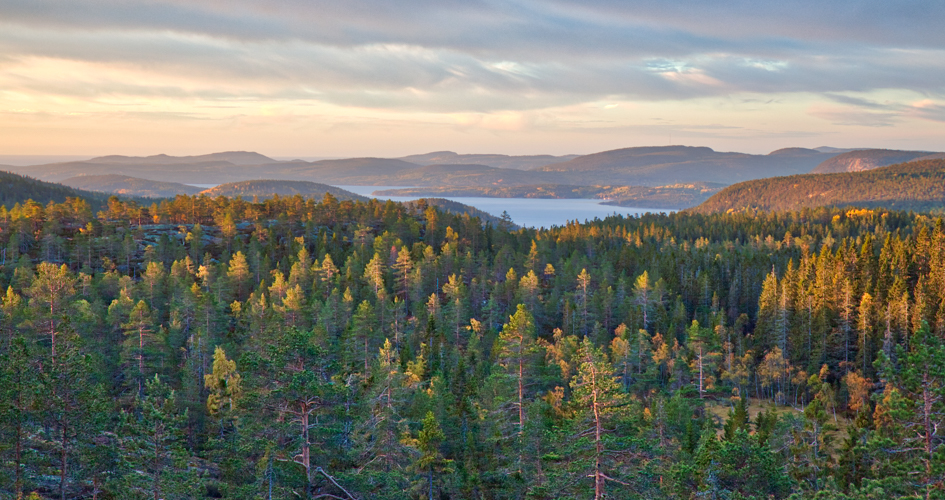 Utsikt vid solnedgång över ett kulligt skogslandskap.