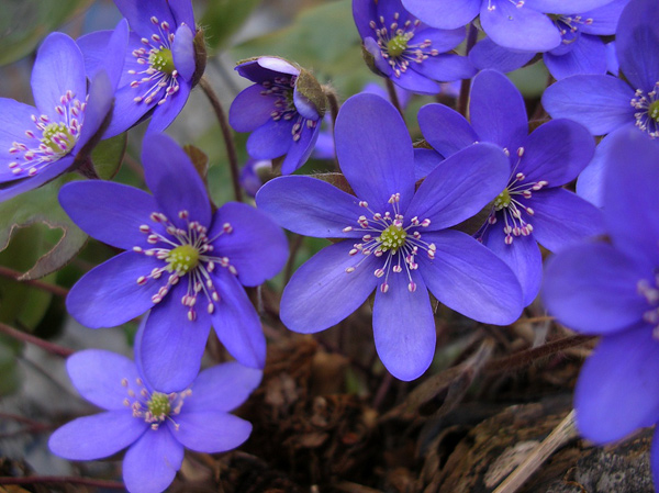 blue anemone