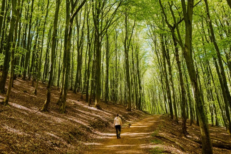 en person med kopplad hund på väg uppför omgiven av grönskande bokskog