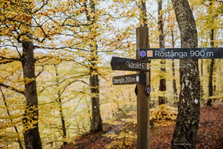 Vägvisarskylt i höstgul bokskog