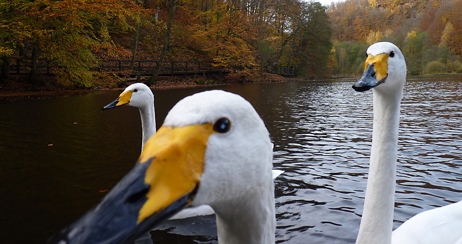 close up of three whopper swans