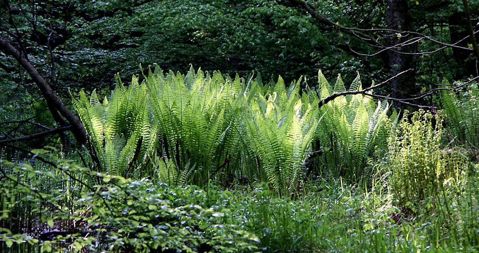 In a forest clearing some ferns grouped together