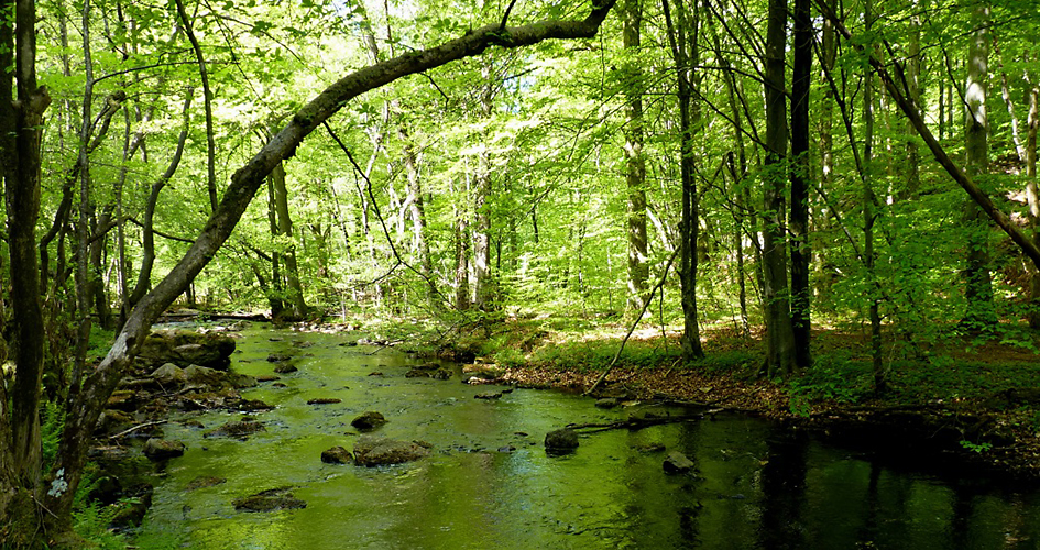 Ett stenigt vattendrag med skog på sidorna. Solen lyser in mellan träden som får en ljusgrön färg.