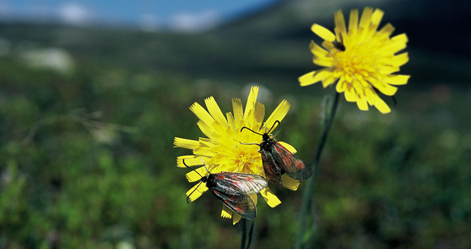 Två fjärilar, bastardssvärmare sitter på en av två gula blommor.