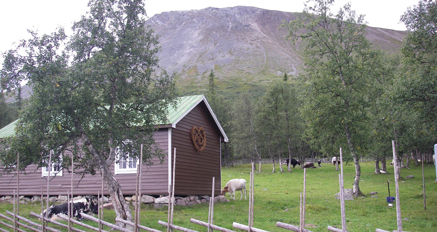 Nyvallen entré, en brun fjällstuga och fjällkor i förgrunden, fjäll i bakgrunden.