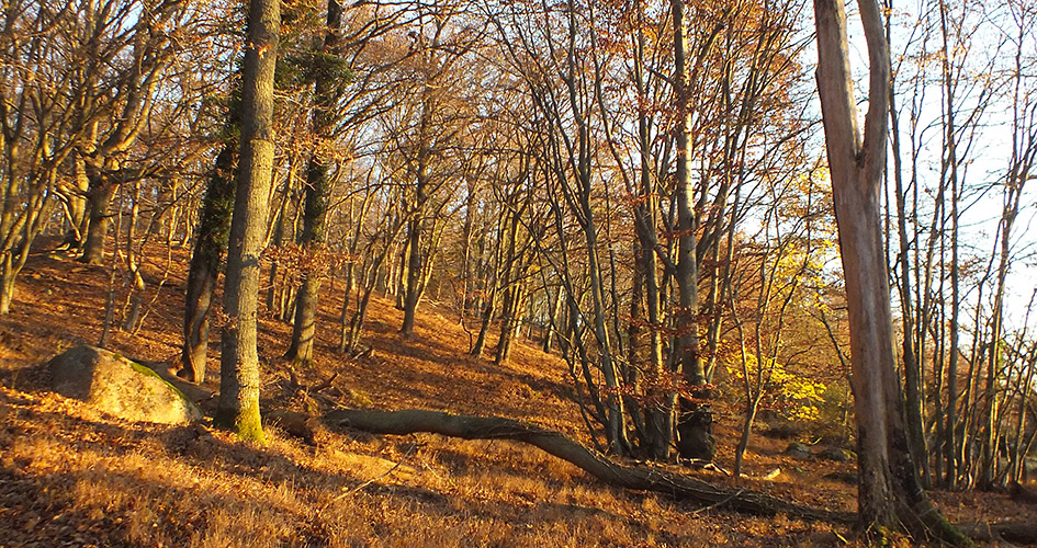 En höstbild i en skogssluttning med solen som lyser upp träden i en guldaktig ton.